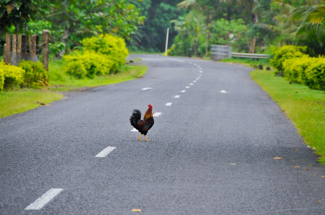 Georgia: No Chicken Crossing