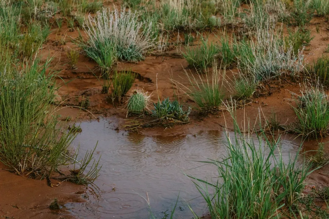 What Makes a Drought "Invisible"? (Image Credits: Unsplash)