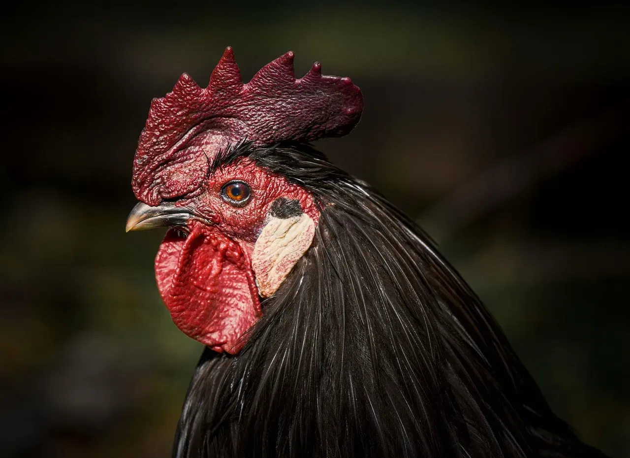 Madder Than a Wet Hen (Image Credits: Pixabay)