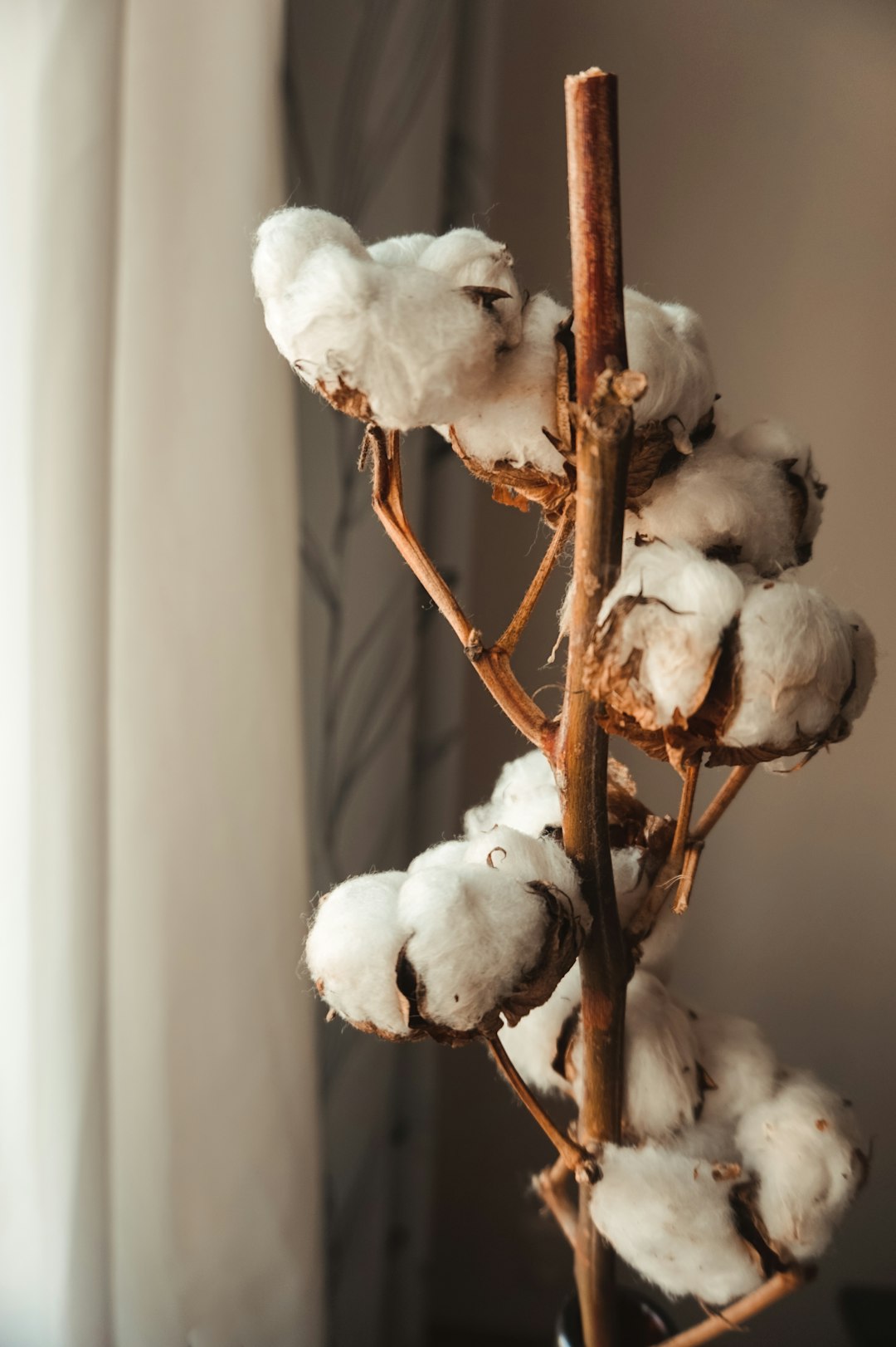 Regenerative Cotton: A New Approach (image credits: unsplash)