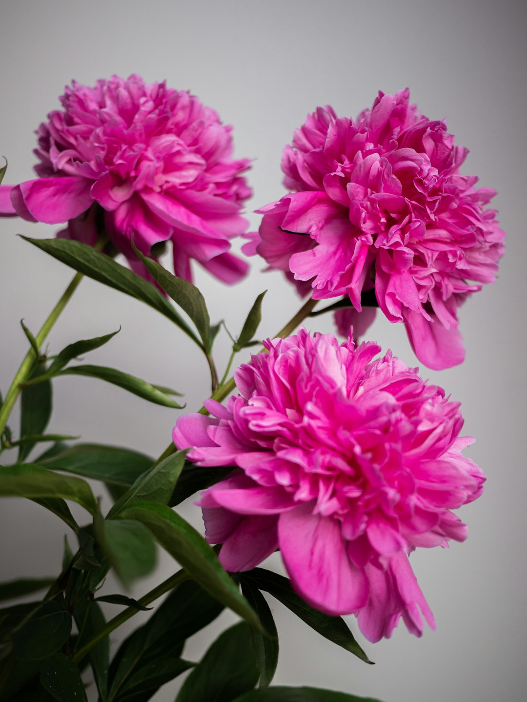 Peonies and the Hidden Dangers of Summer Care (image credits: unsplash)
