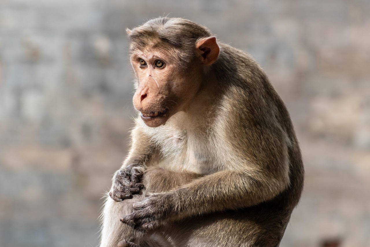 Colonel Tooey's Wild Idea (image credits: pixabay)