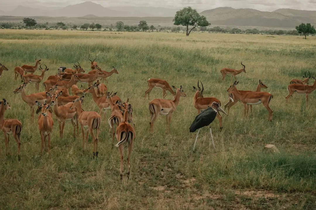 Wildlife Diseases on the Rise (Image Credits: Unsplash)