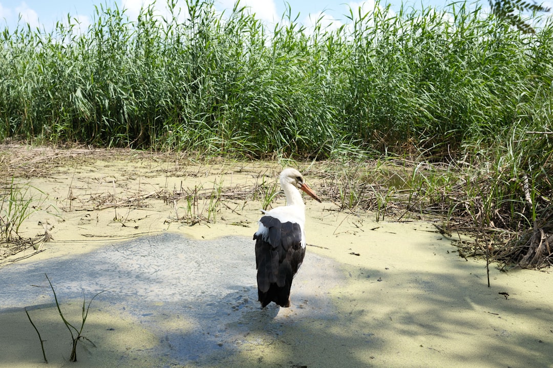 The Role of Conservation Efforts (image credits: unsplash)