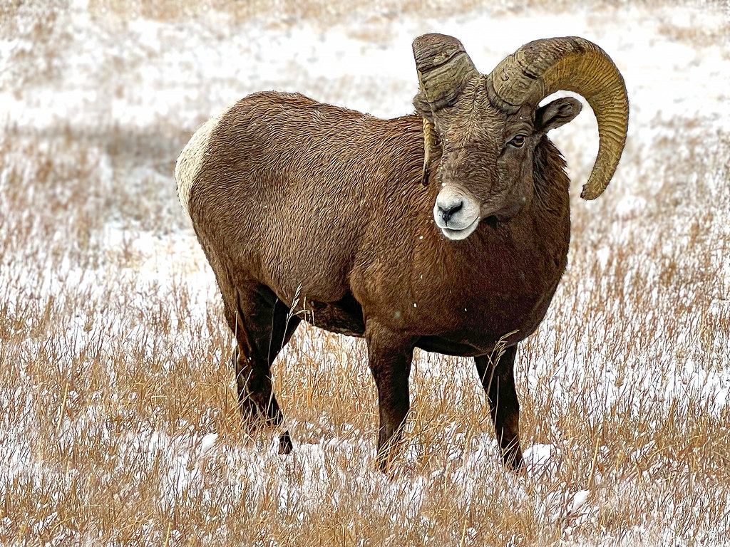Aries: The Fearless Pioneer Who Never Backs Down (image credits: flickr)