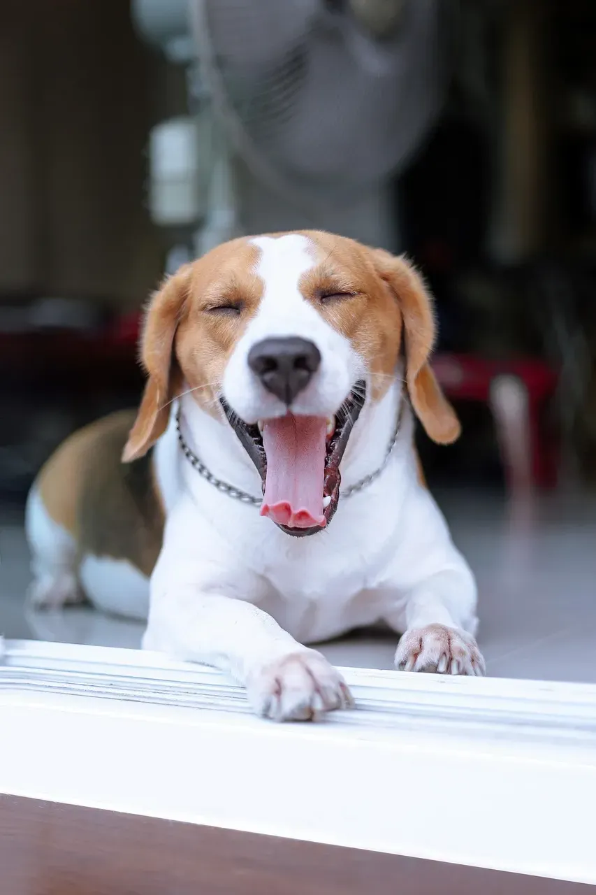 Yawning Isn't About Being Tired (Image Credits: Pixabay)