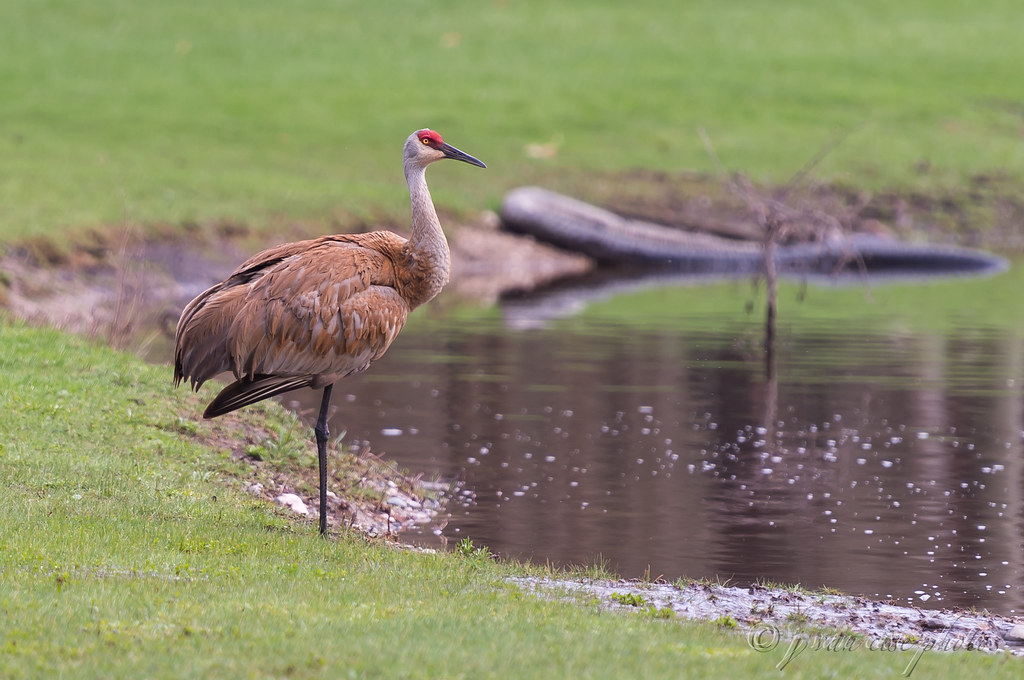 River Architecture Perfect for Prehistoric Birds (image credits: flickr)