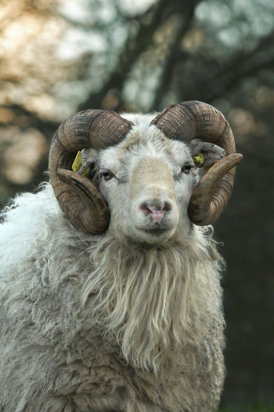 Aries: The Ram's Horns Get Tangled (Image Credits: Unsplash)
