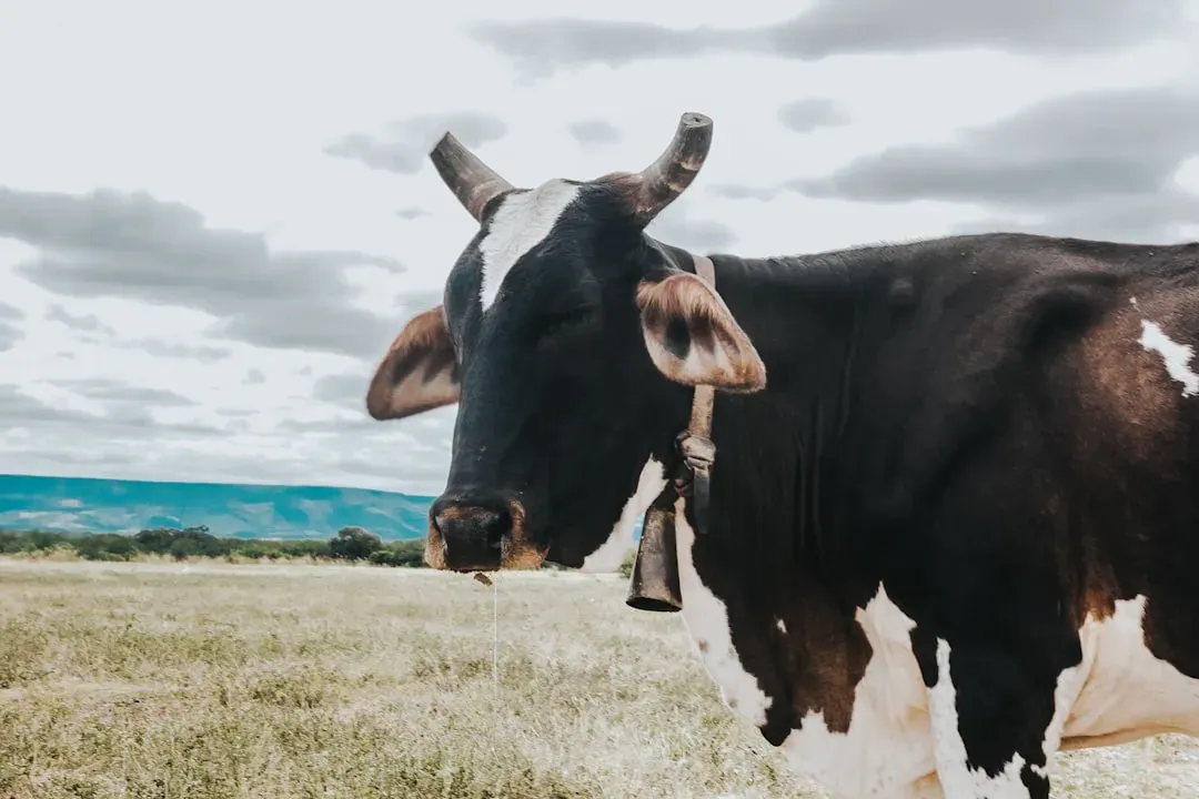 Beef (Image Credits: Unsplash)