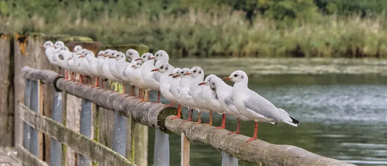 Seabird Colonies: Island Restoration Opens New Doors (Image Credits: Pixabay)