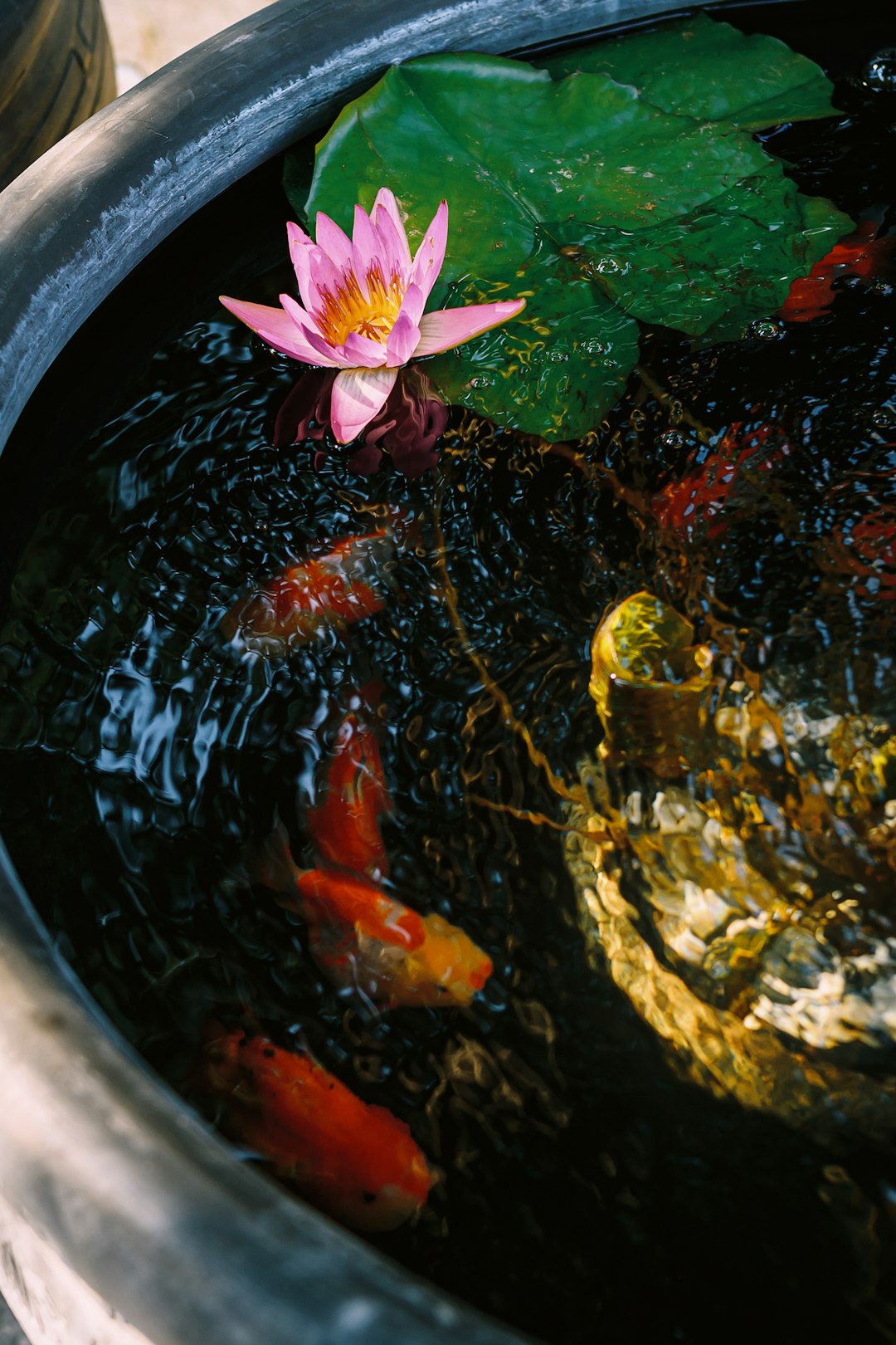 Pisces: Spiritual Healing and Emotional Liberation (image credits: unsplash)