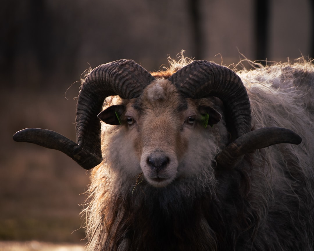 Aries: The Forward-Charging Ram (image credits: unsplash)