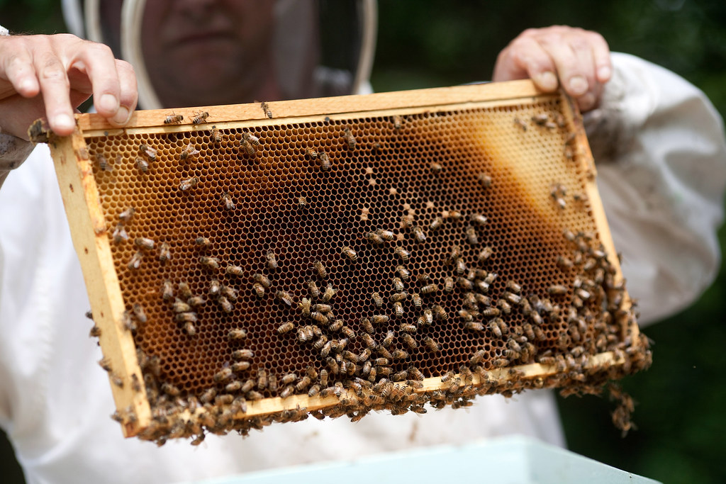 A Carpenter Turned Presidential Beekeeper (image credits: flickr)
