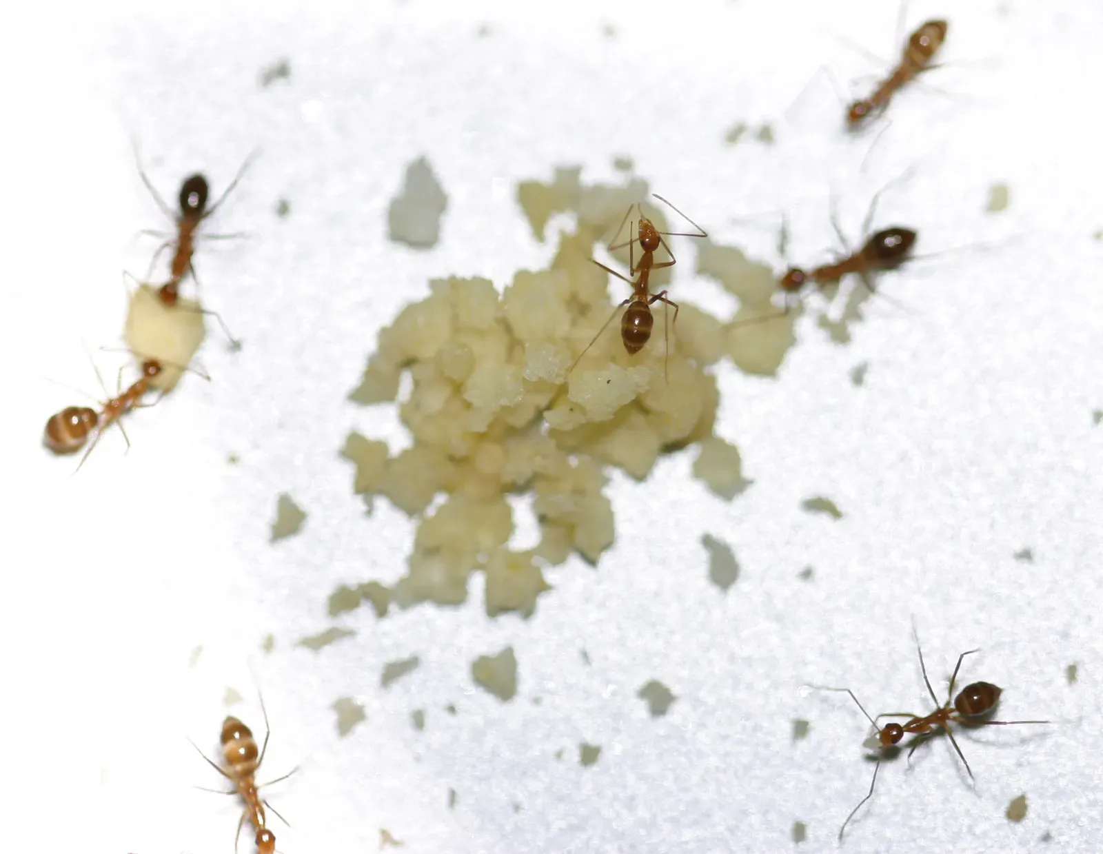 5. Ants: The Most Common Pest in U.S. Homes (Image Credits: Wikimedia)