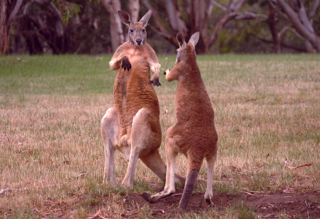 The Kangaroo Boxing Ban in Myrtle Creek (image credits: flickr)