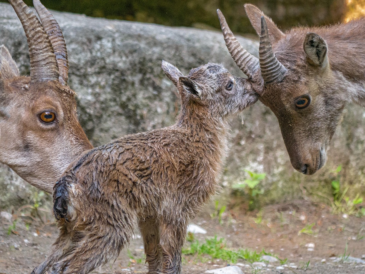 Capricorn: The Strategic Rebuilder (image credits: pixabay)