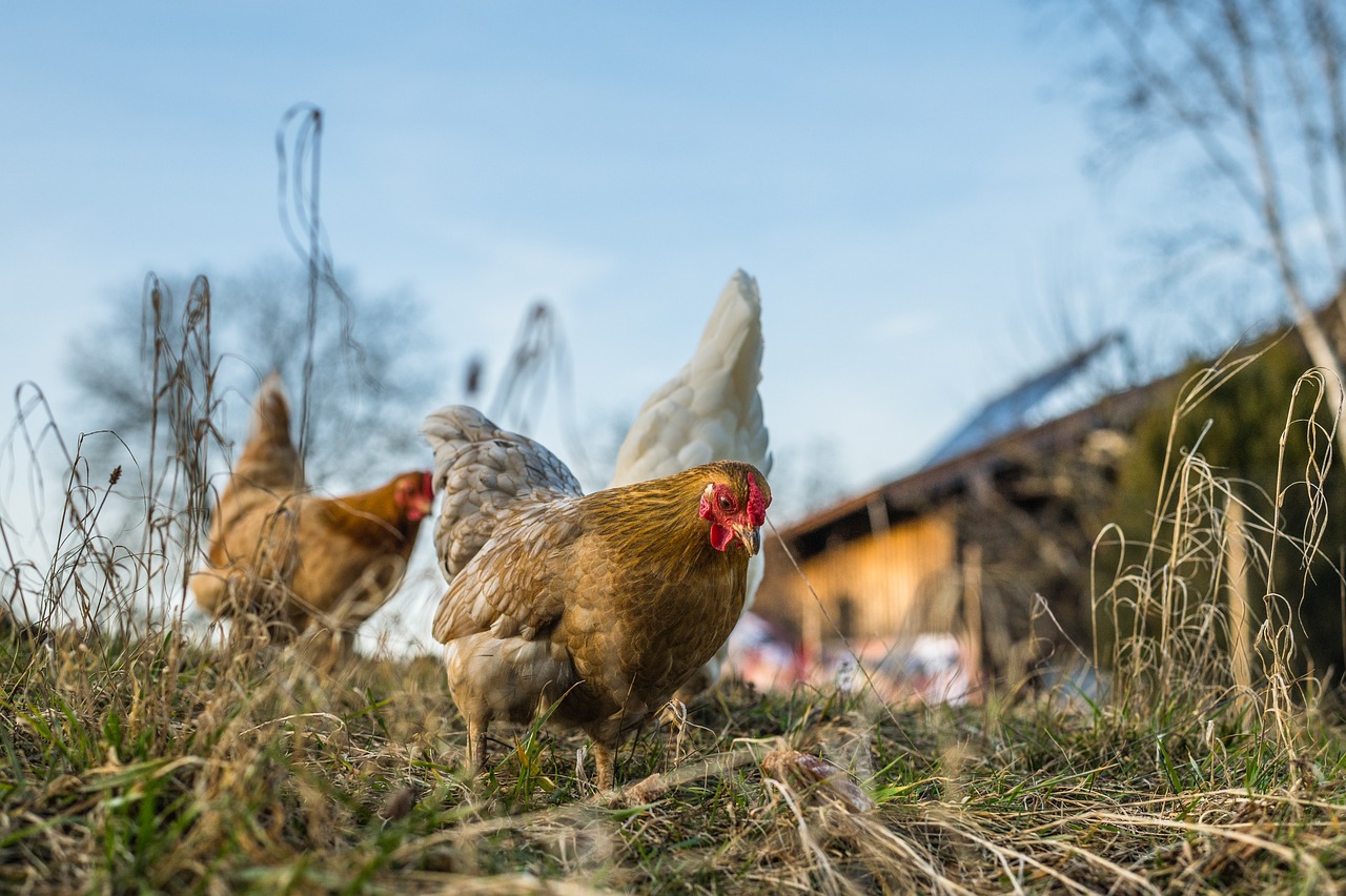 Backyard Chickens as the New Status Symbol (image credits: pixabay)