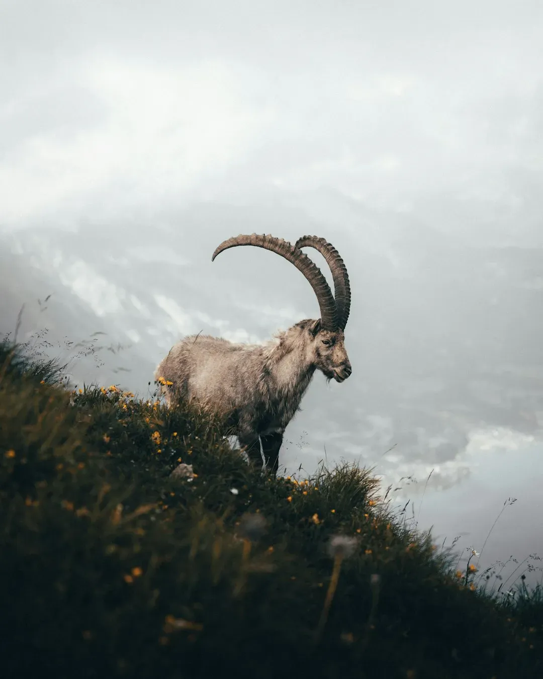 Capricorn (Image Credits: Unsplash)