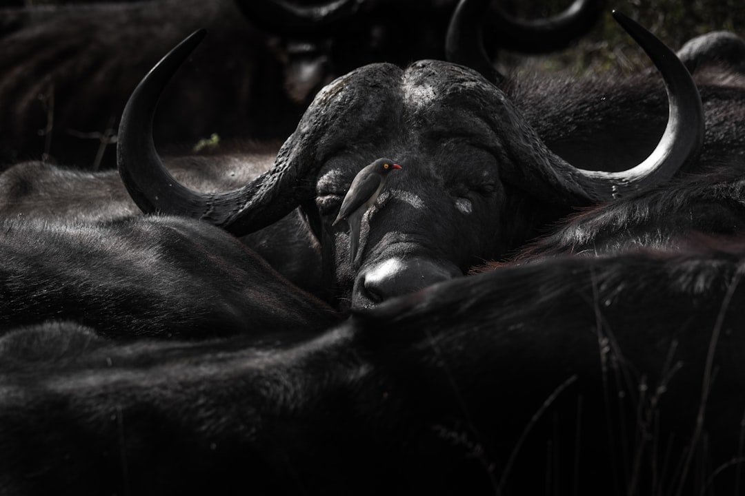Taurus: The Renaissance Bull (Image Credits: Unsplash)
