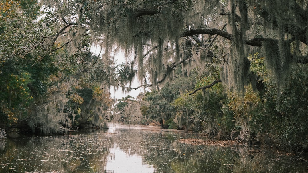 Sacred Swamplands and Spiritual Energy (image credits: unsplash)