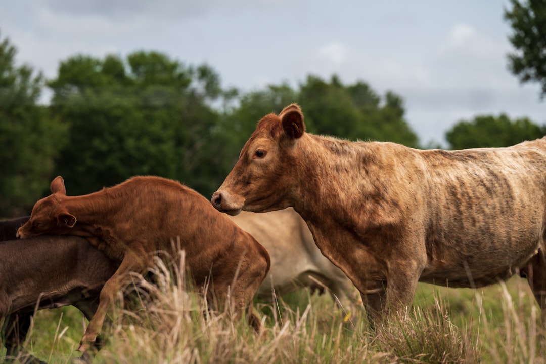Florida: Agriculture and Consumer Goods (image credits: unsplash)