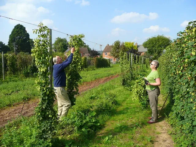 The Role of Local Ingredients and Agricultural Identity (Image Credits: Wikimedia)