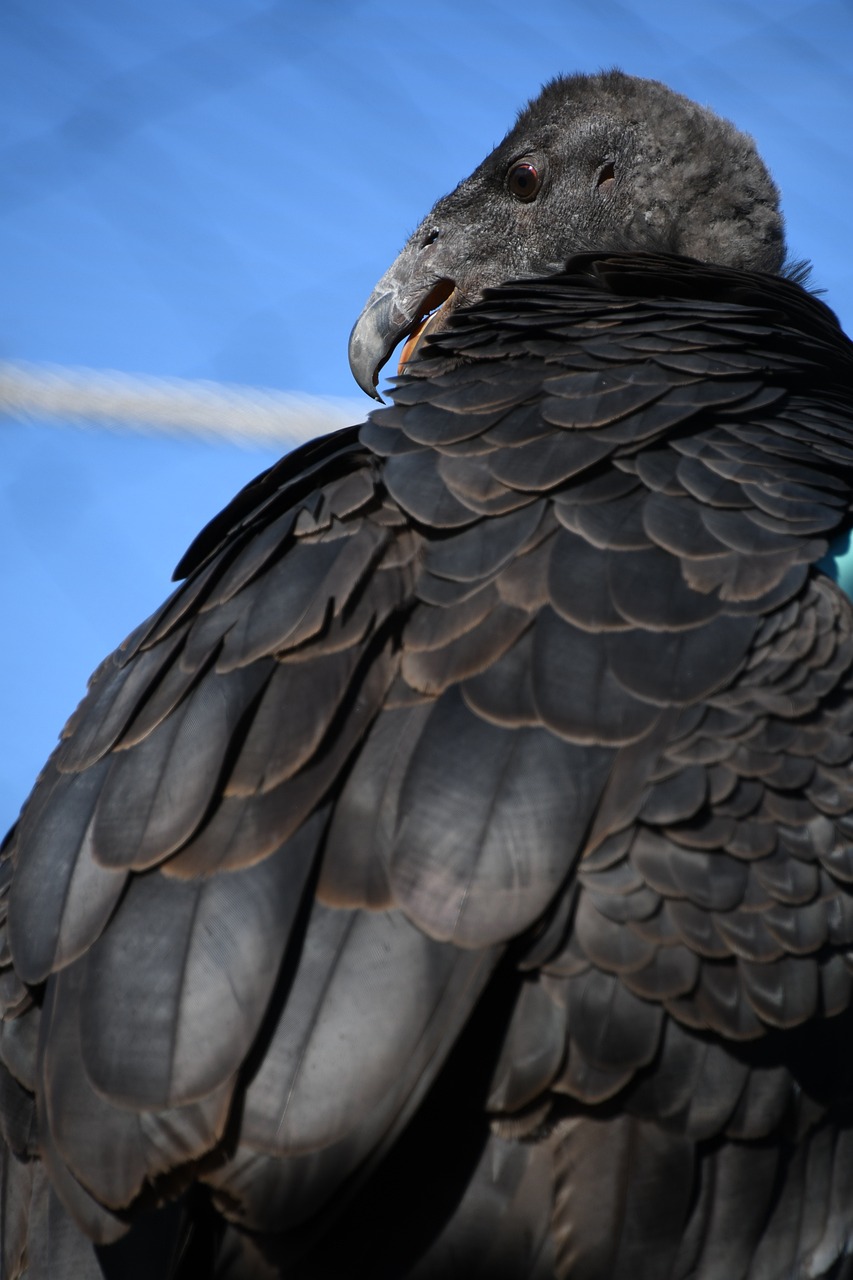 California's Condor Recovery Program Reaches New Heights (image credits: pixabay)