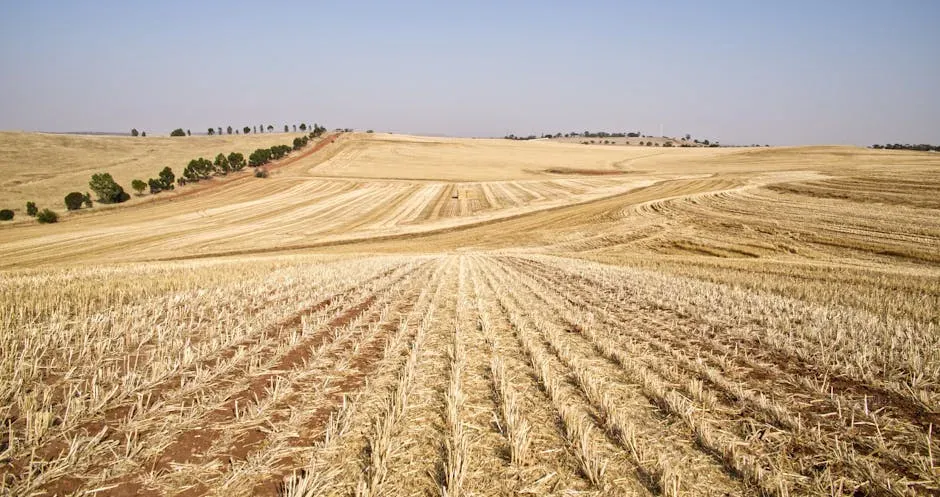 1. California: SGMA's Farmland Fallout (Image Credits: Pexels)