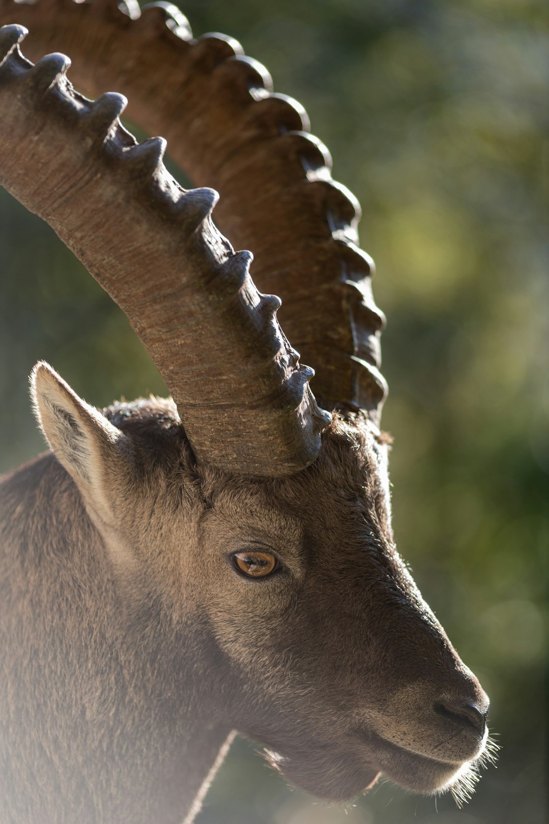 Capricorn: The Mountain Goat Faces Avalanche (Image Credits: Unsplash)