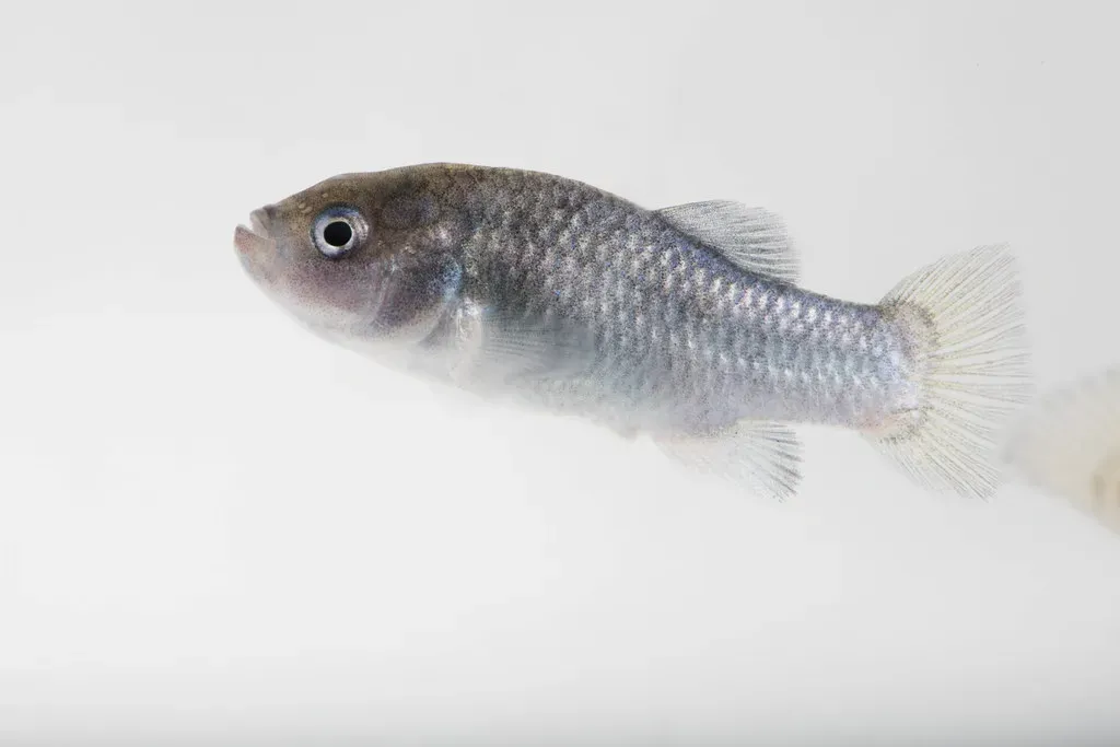Meet the Devils Hole Pupfish: Earth's Rarest Fish (Image Credits: Flickr)