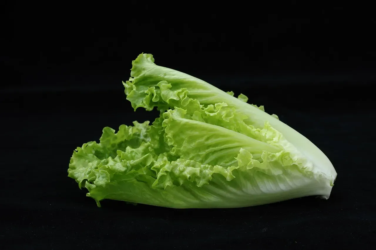 Lettuce (Image Credits: Pixabay)