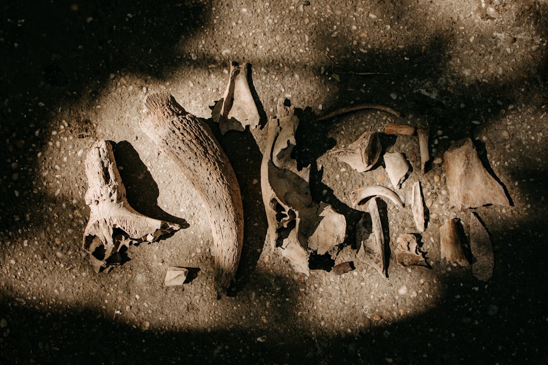 Archaeological Discoveries Supporting the Claim (image credits: unsplash)