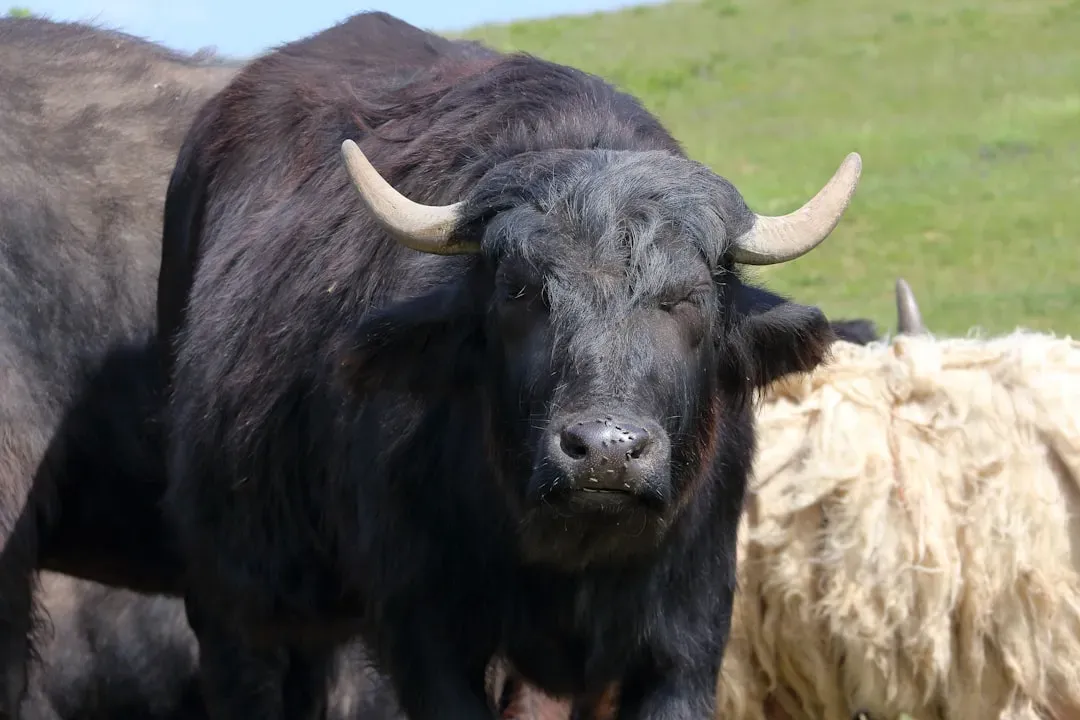 Taurus: Breaking Free From the Comfort Zone (Image Credits: Unsplash)