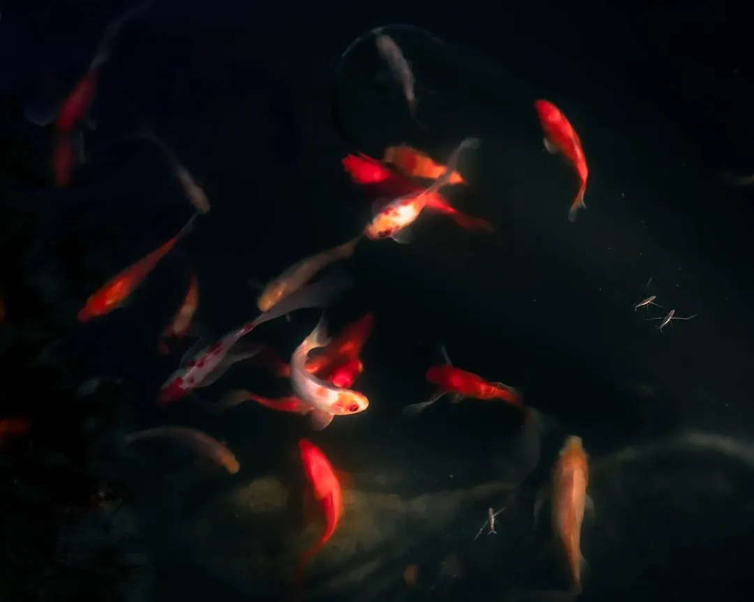 Pisces: Masters of Mystical Synchronicities (Image Credits: Unsplash)