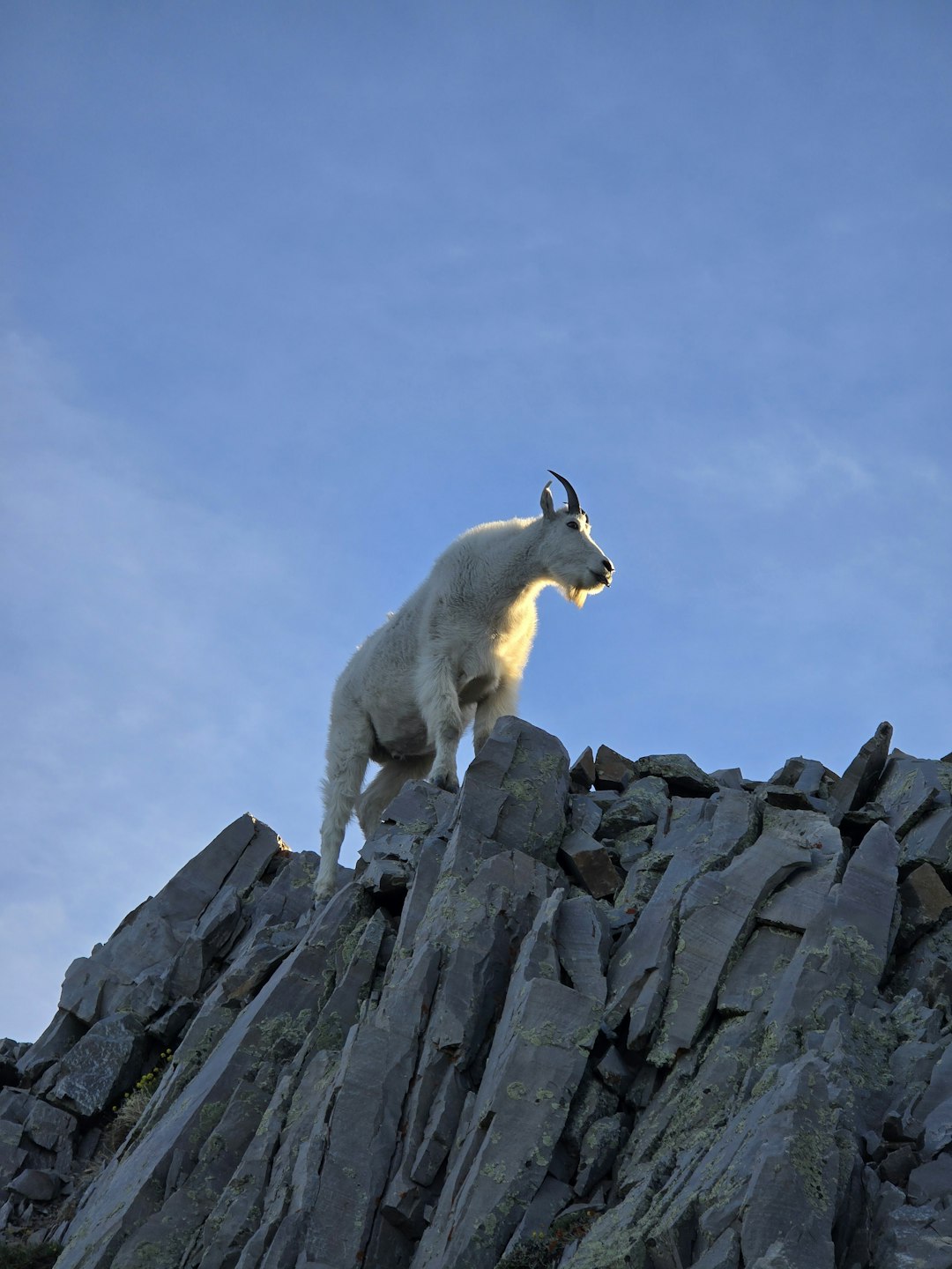Capricorn: The Steady Climber's Summit Approach (image credits: unsplash)