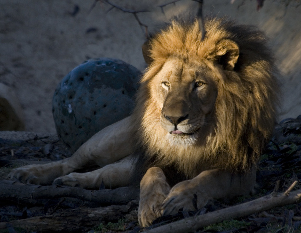 Leo: Your Season, Your Time to Shine (image credits: flickr)