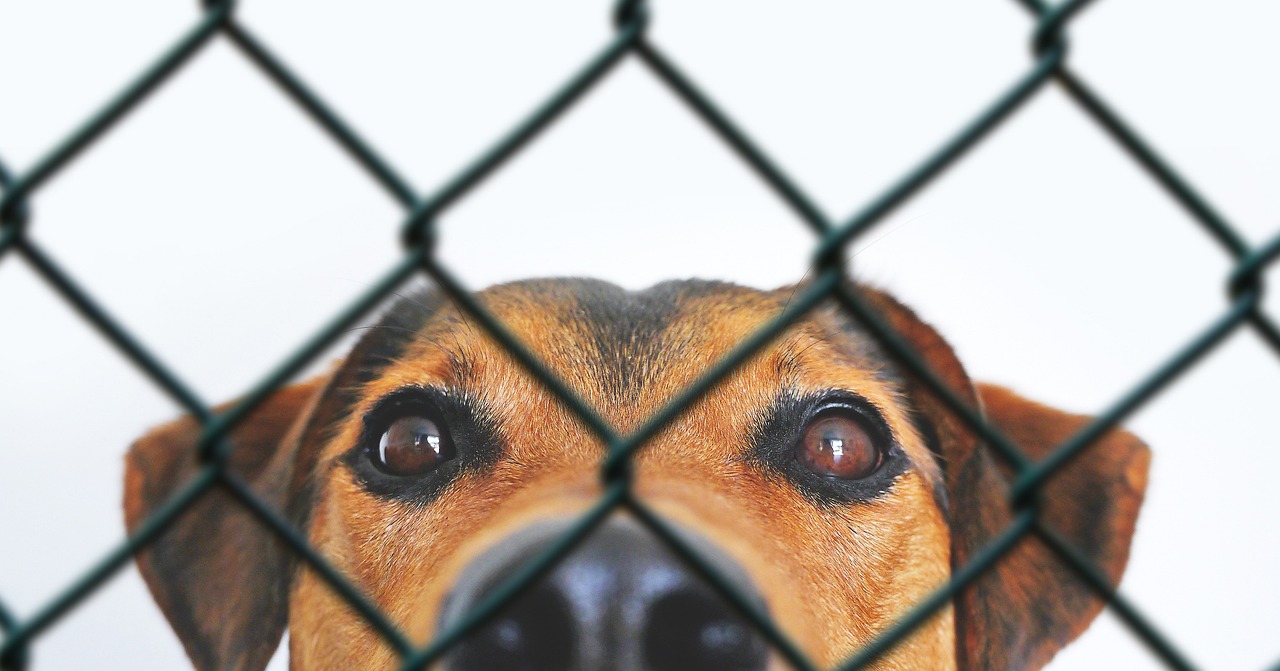 Ethical Considerations (image credits: pixabay)