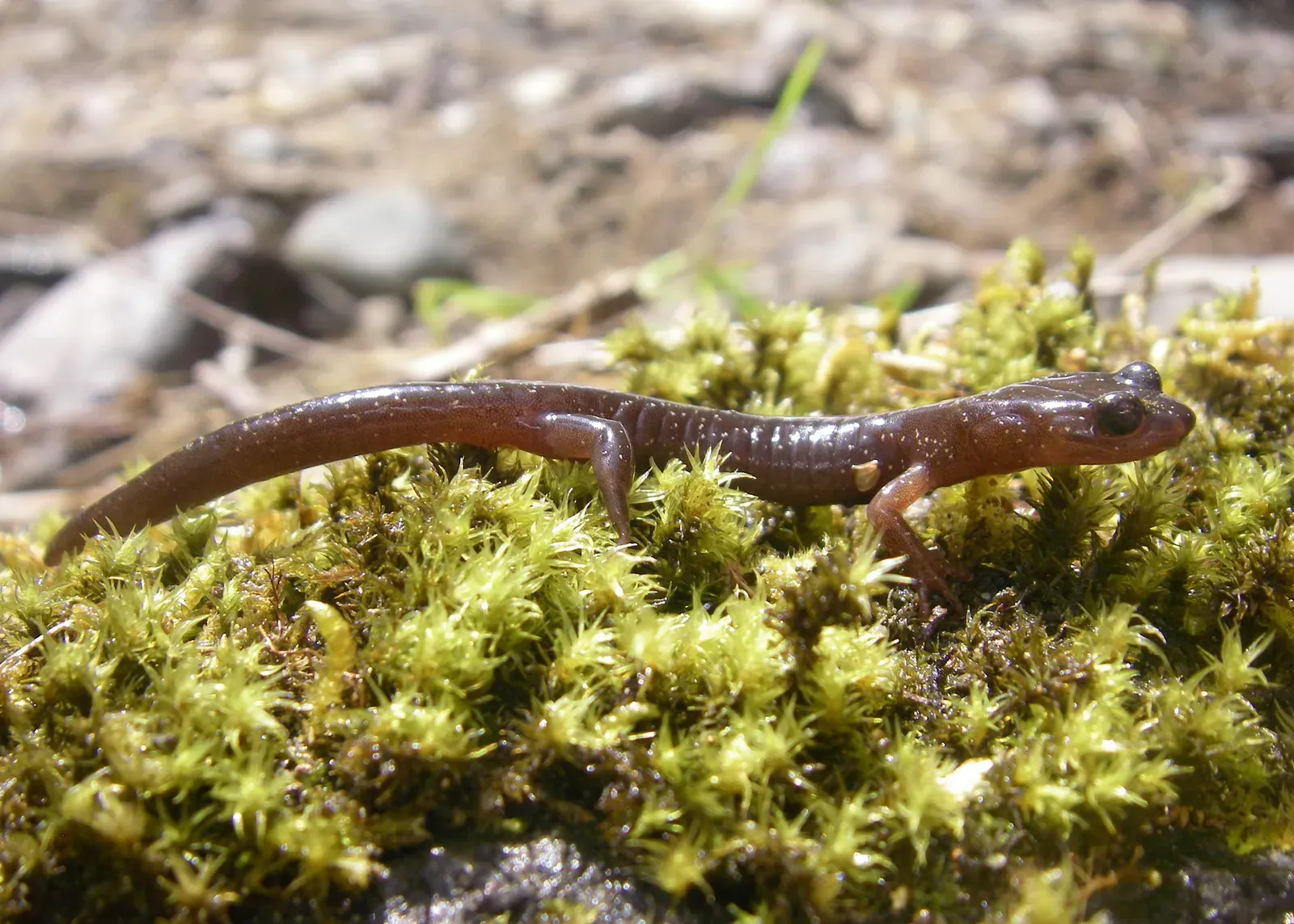 Salamanders Thrive in Moist Forests (clouded_salamander_calf_creek_miles_odfw, CC BY-SA 2.0)