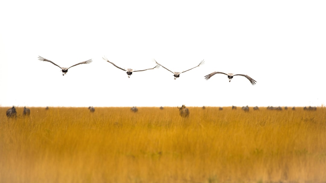 A Global Phenomenon Hidden in Plain Sight (image credits: unsplash)