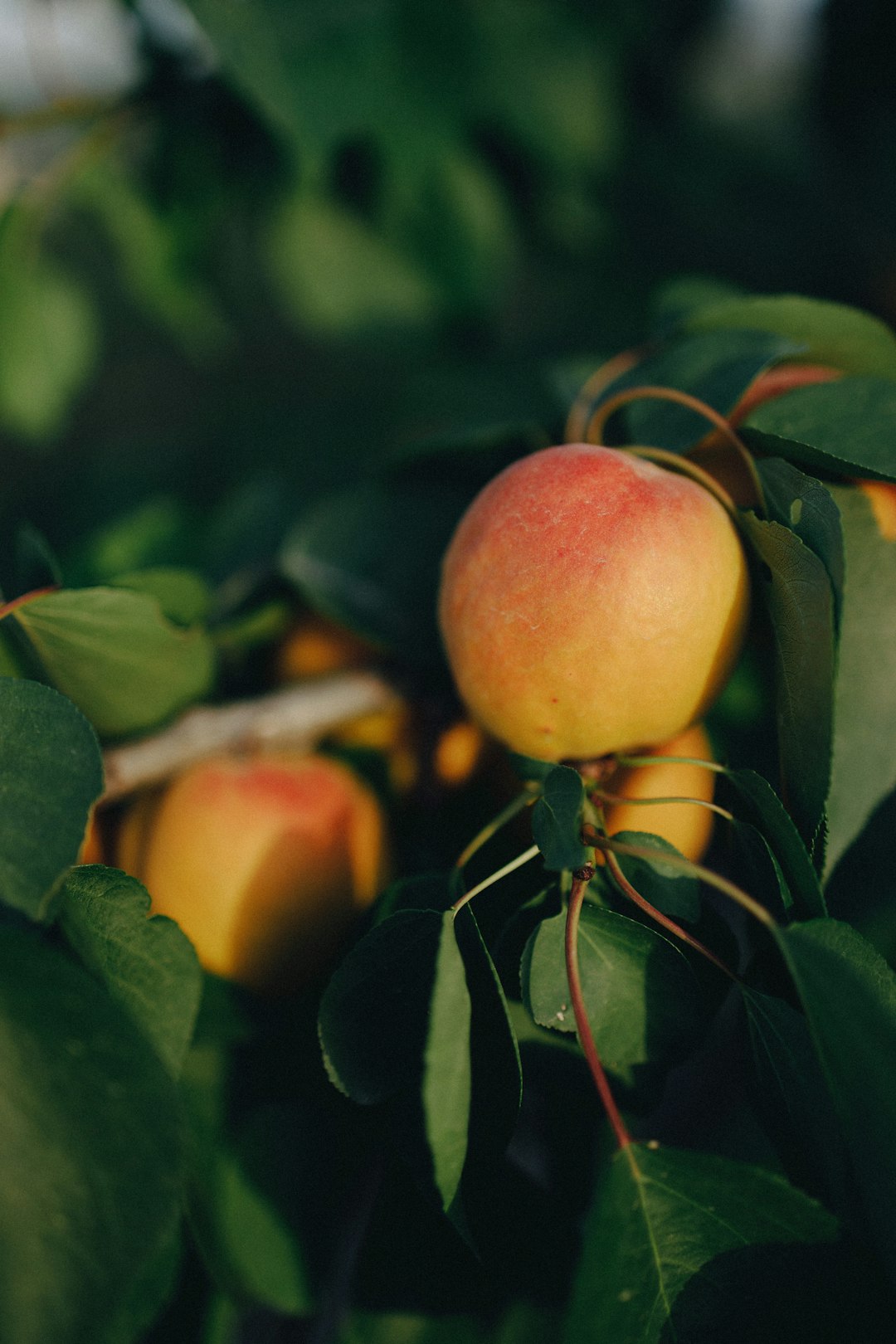 Climate Change Is Destroying Georgia's Peach Future (image credits: unsplash)