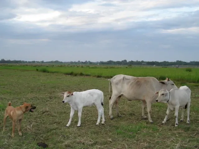 Historical Sheep Incident (Arl Otod, Flickr, CC BY 2.0)