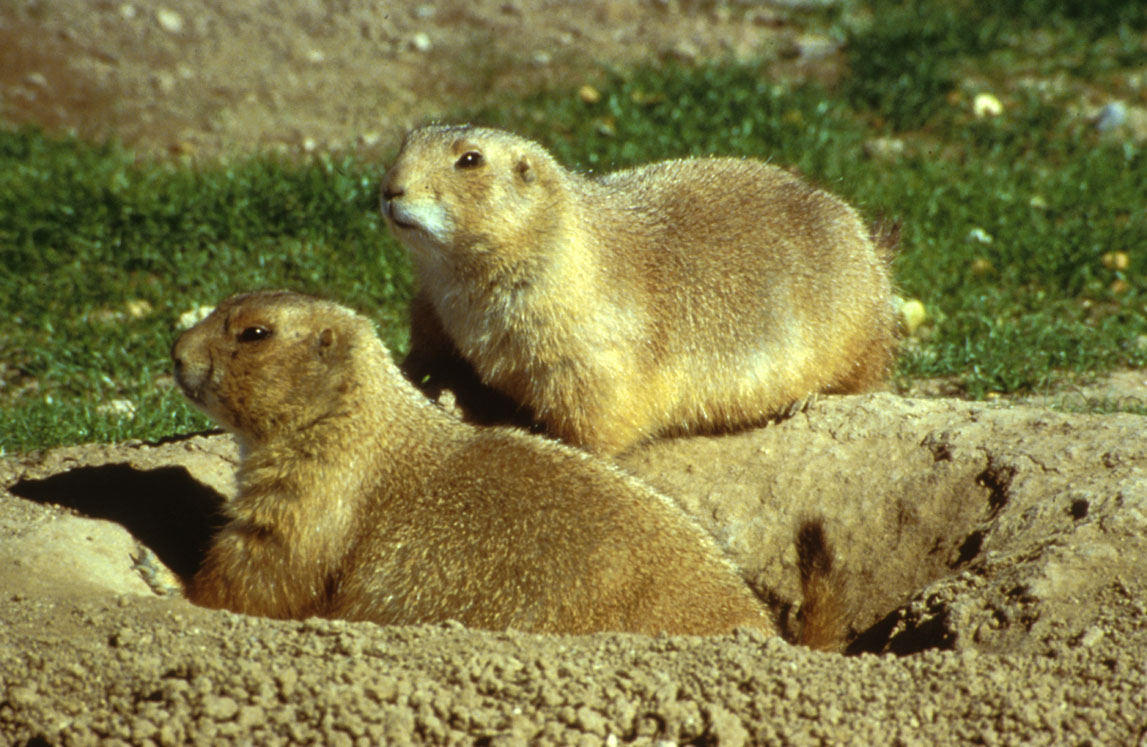 Prairie Dog Towns Expanding in Colorado and Wyoming (image credits: wikimedia)