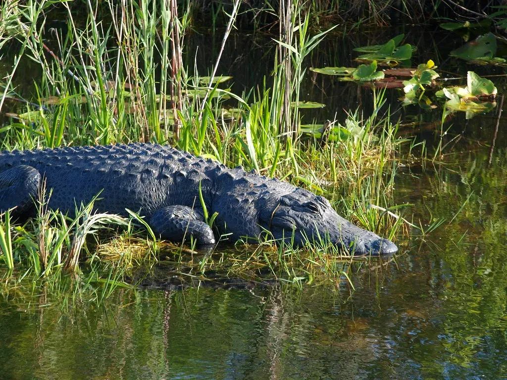 4. Alligators: Florida's Open Secret (Image Credits: Flickr)