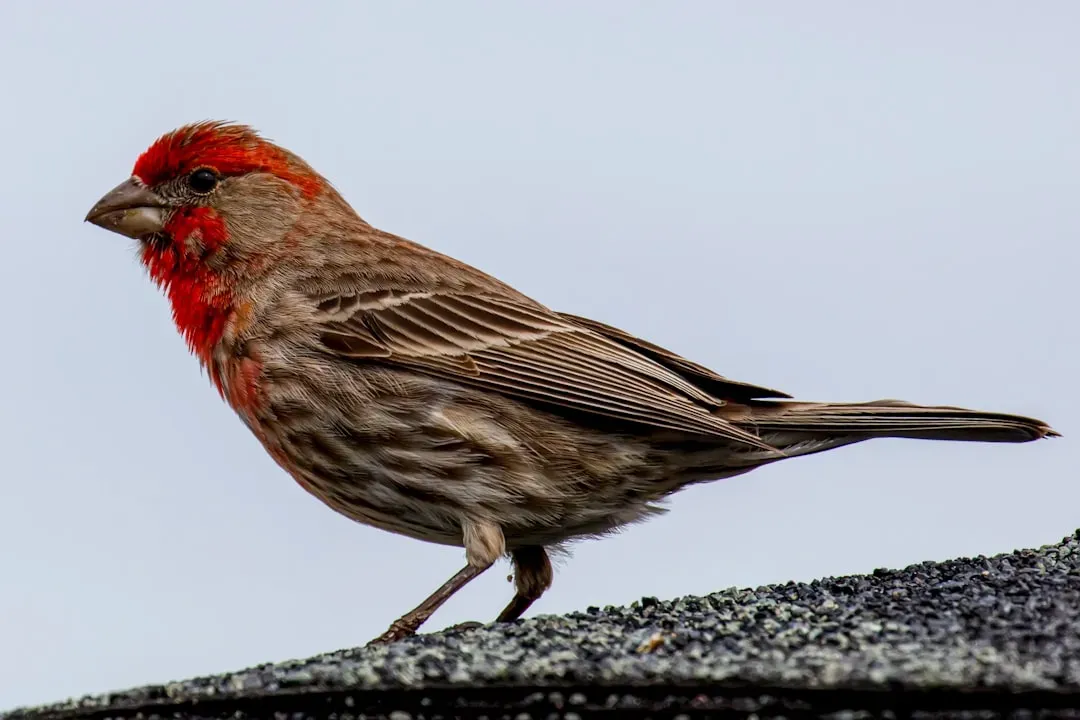 House Finch (Image Credits: Unsplash)