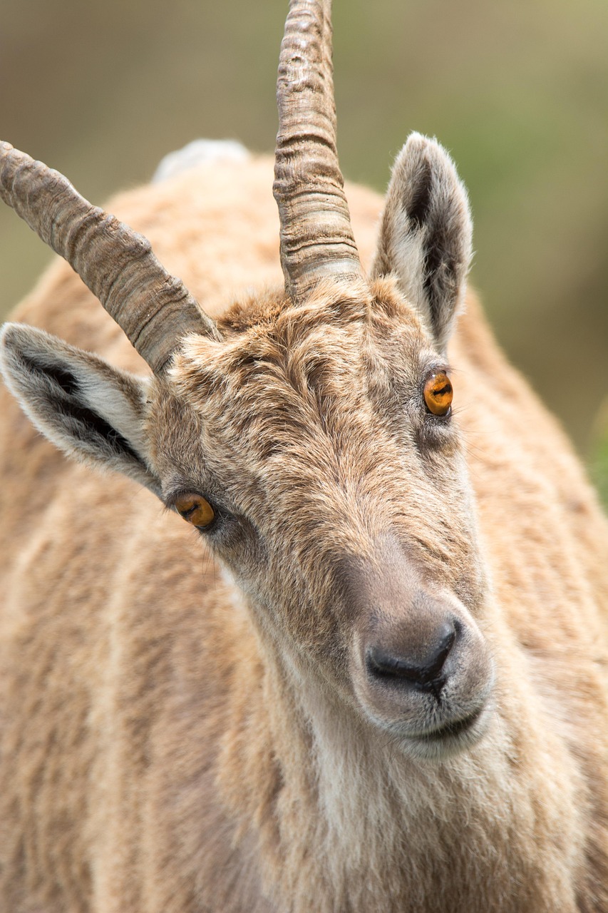 Capricorn: The Mountain Goat Steps Into New Light (image credits: pixabay)