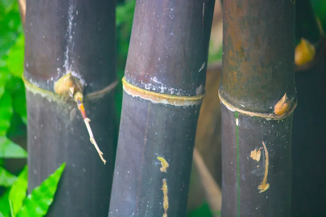 Bamboo (Certain Running Varieties) (Image Credits: Unsplash)
