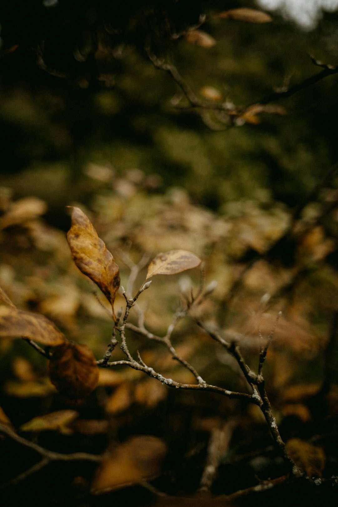 The Victory Formula: Integration Over Conquest (image credits: unsplash)