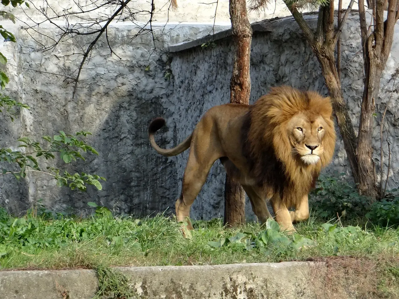 Leo (Image Credits: Pixabay)