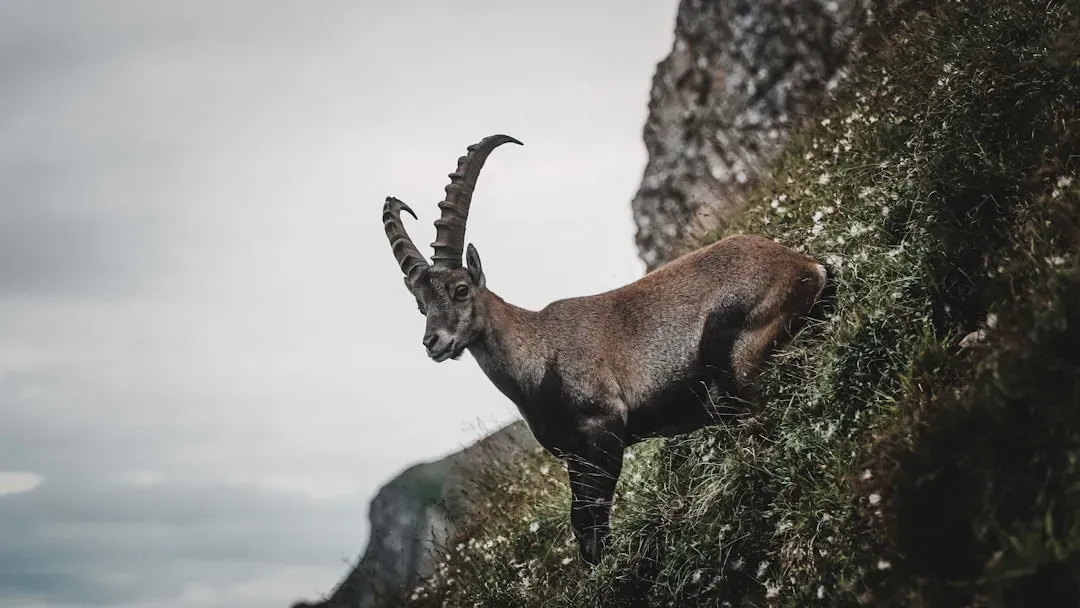 Capricorn: The Year Of Complete Spiritual Renewal (Image Credits: Unsplash)
