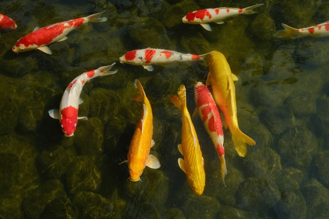 Pisces Embracing Unprecedented Leadership (image credits: unsplash)